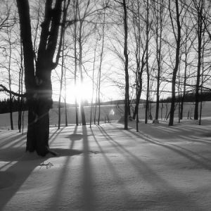 Paysage d'hiver dans un bois de Ham-Nord