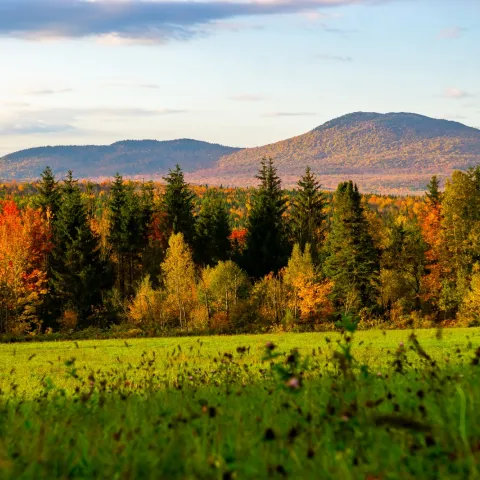 Mont-Ham