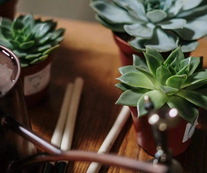 Petites plantes en pot