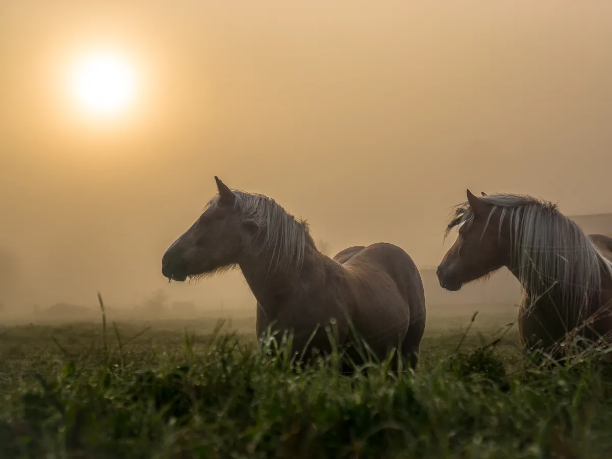 Chevaux Chemin Vézina