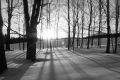 Paysage d'hiver dans un bois de Ham-Nord