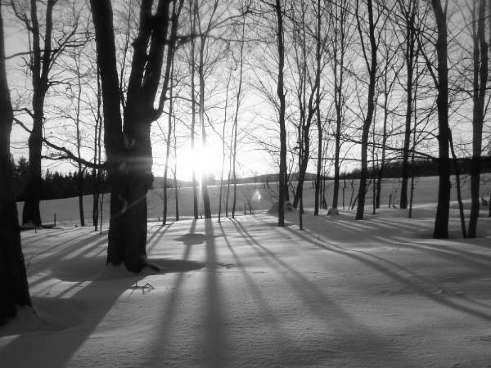 Paysage d'hiver dans un bois de Ham-Nord